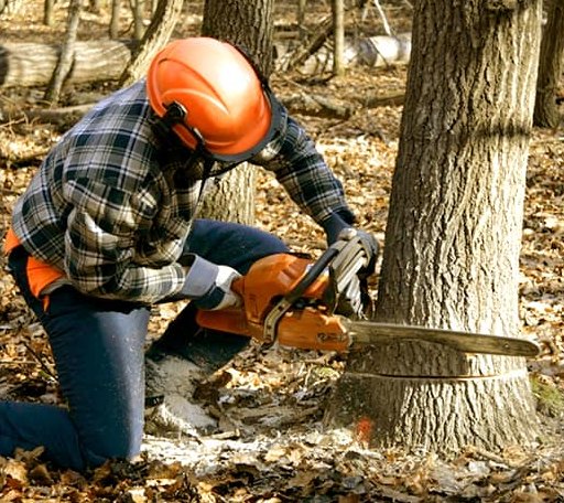 Tree Removal in Reading, VT